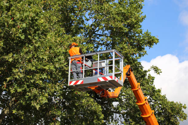 How Our Tree Care Process Works  in Country Club Estates, GA