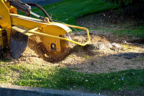 Grass Overseeding in Country Club Estates, GA